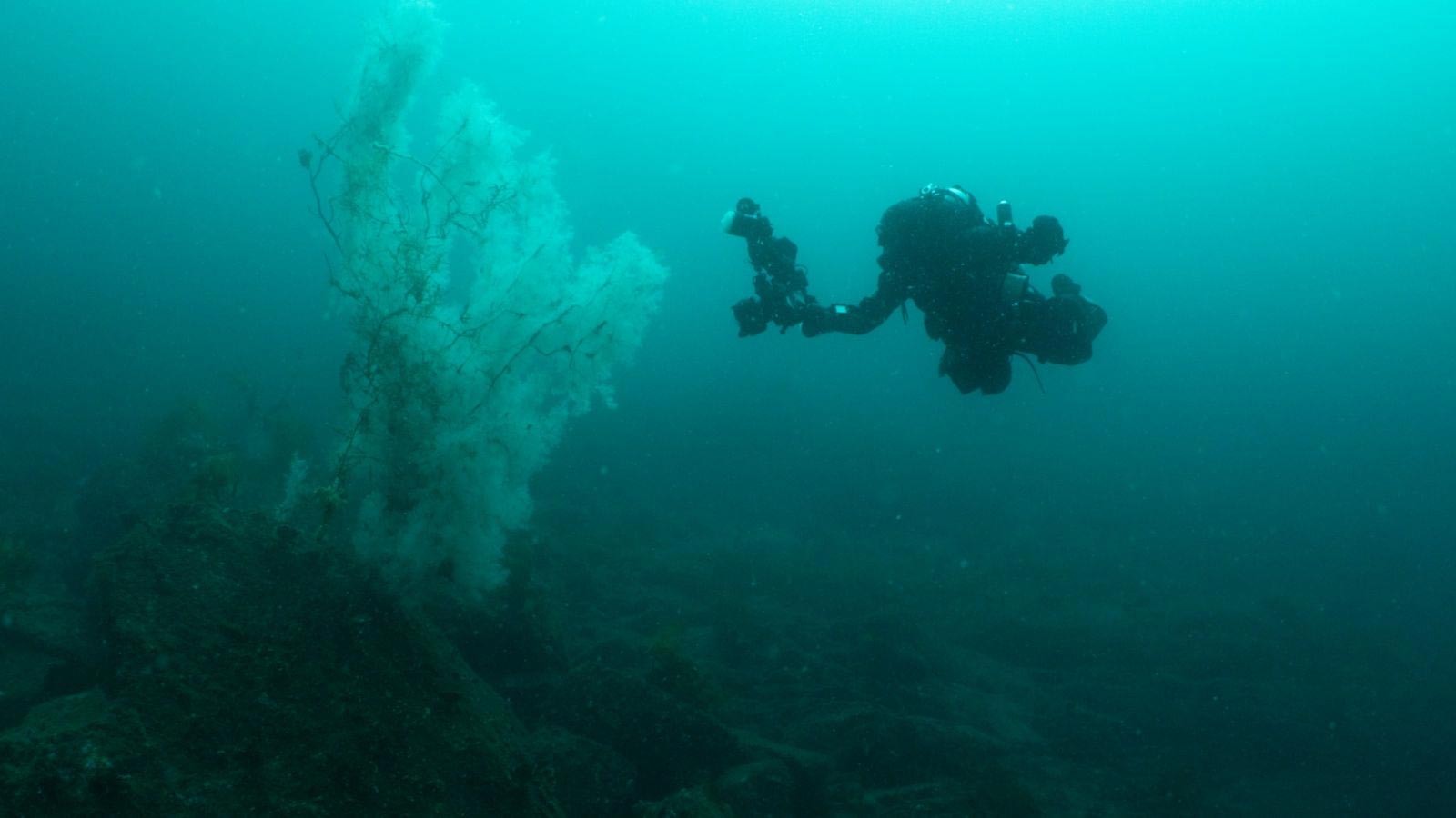 🪸 Découverte d'un corail géant vieux de 400 ans