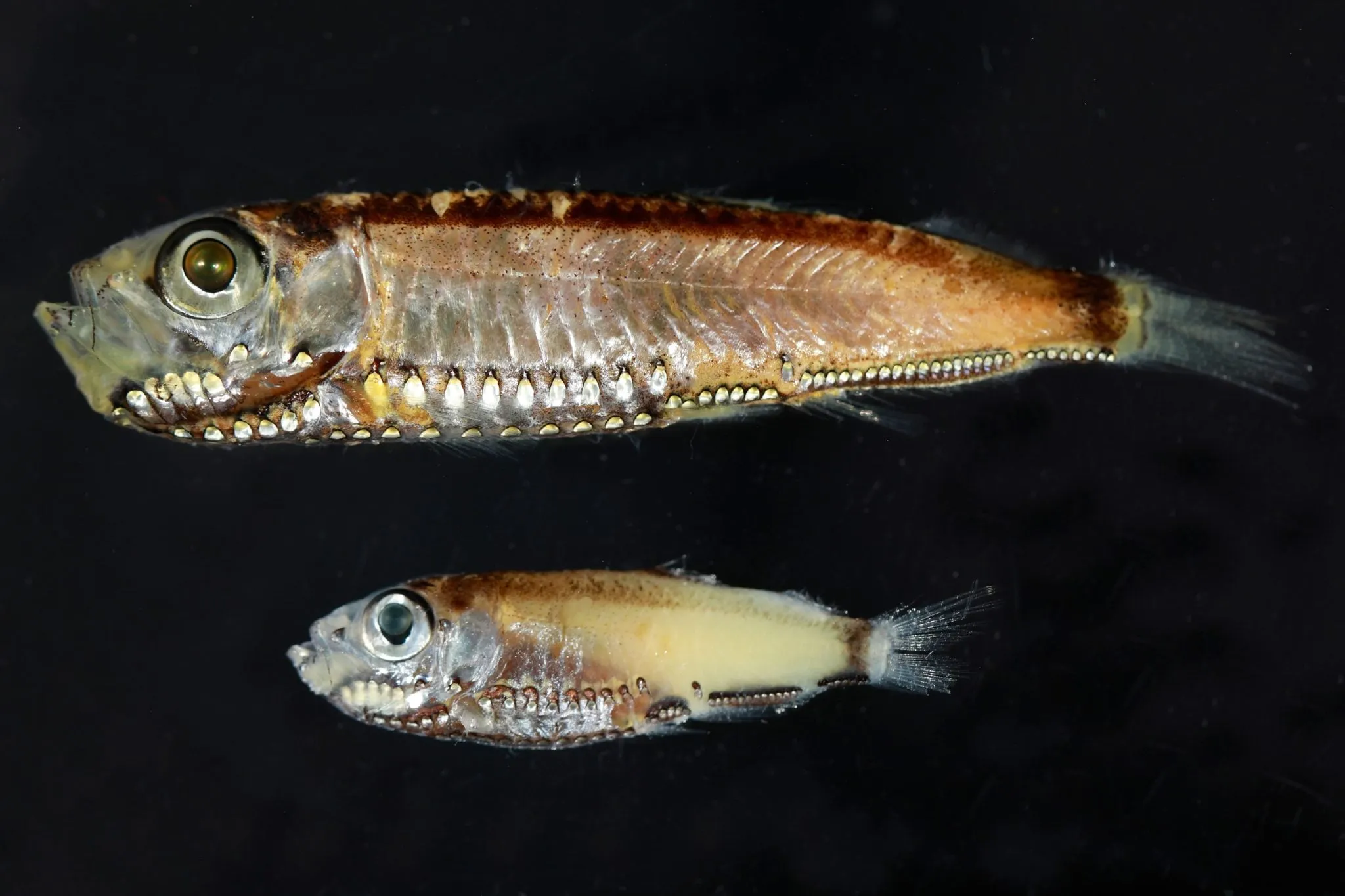 👁️ Découverte d'une cellule visuelle unique chez des poissons des abysses