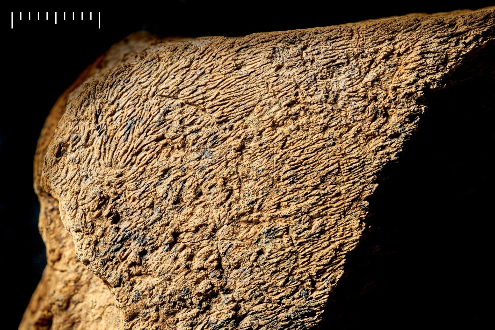🦣 Un marteau inattendu, en os d'éléphant, utilisé il y a 500 000 ans en Angleterre