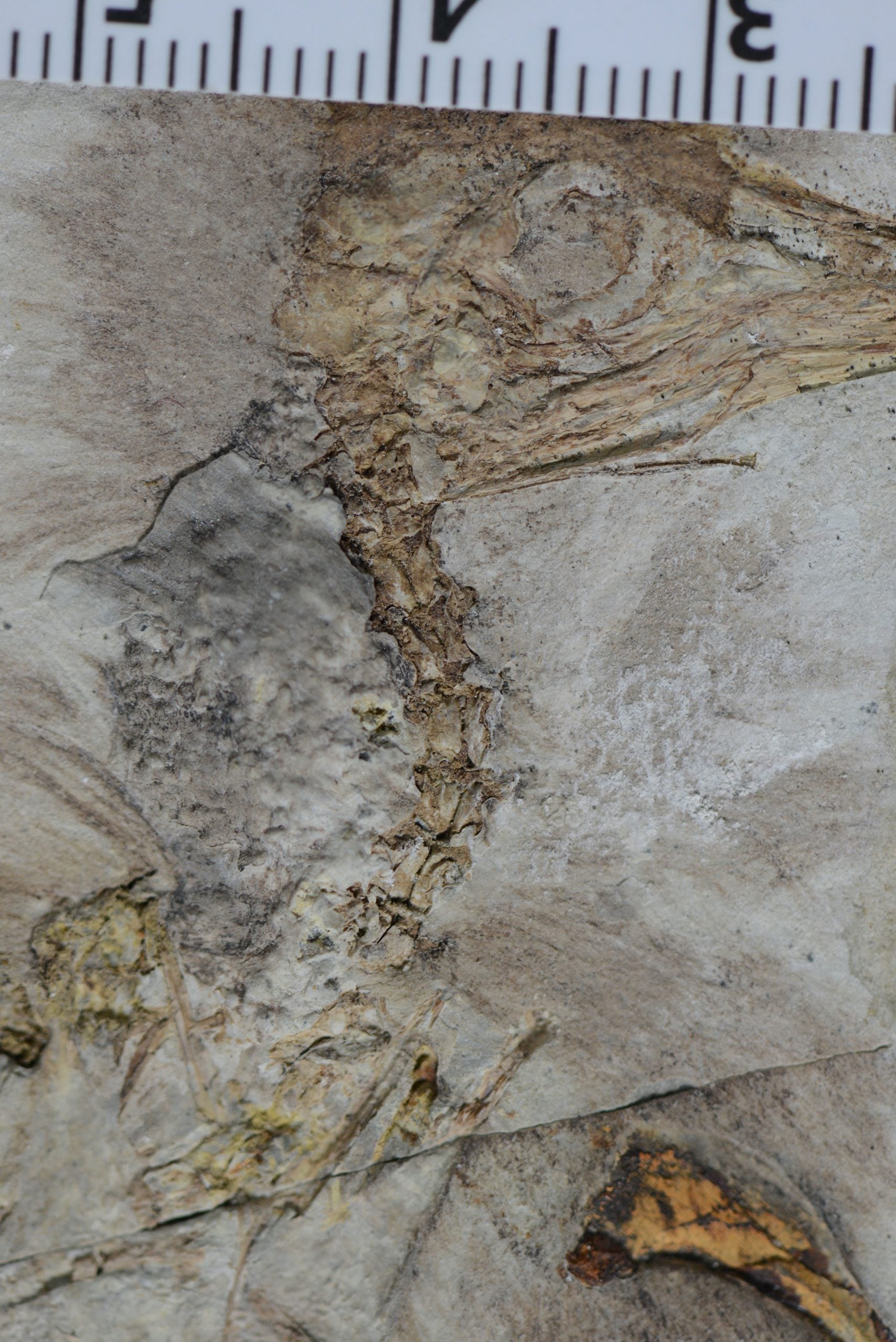 🦴 800 stones in its throat: why did this dinosaur die this way?