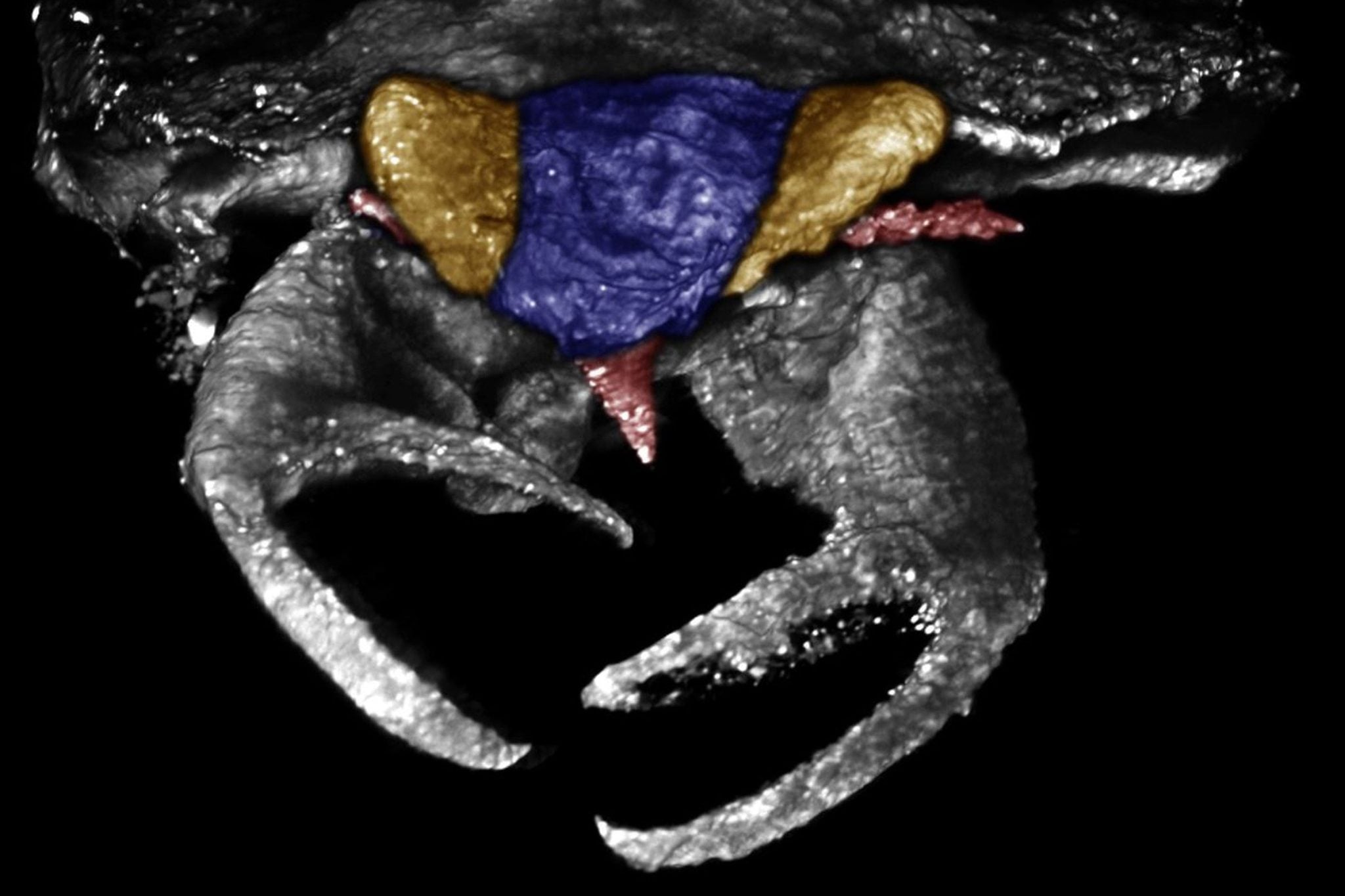 🦀 Um percevejo gigante com pinças de 100 milhões de anos descoberto em âmbar