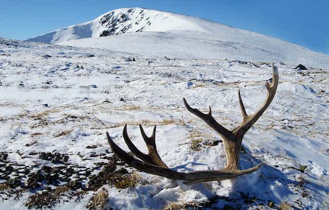 La fonte du permafrost de l’Arctique libère d’anciens virus: faut-il s’inquiéter ?