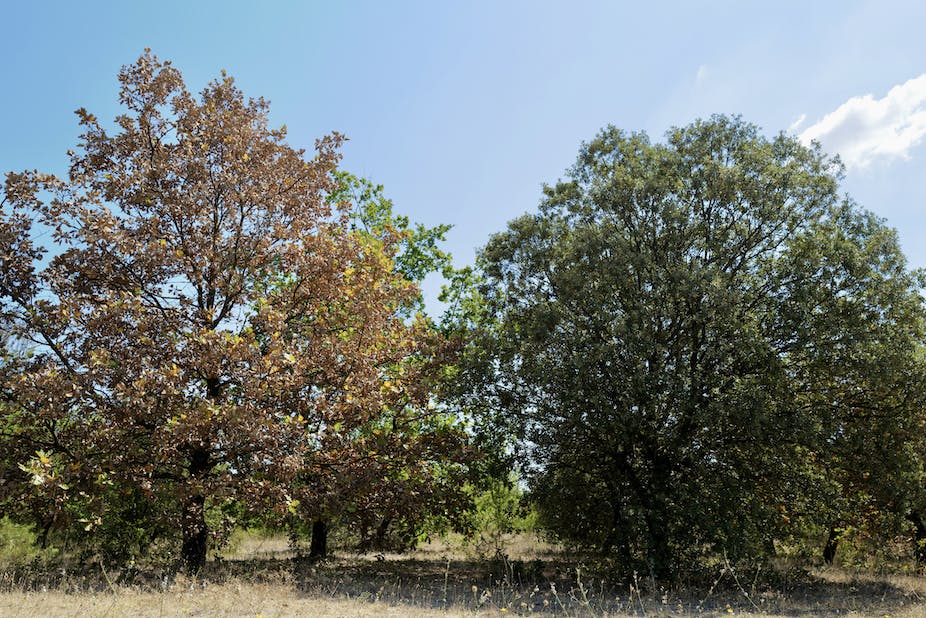 Garder ses feuilles ou les perdre, telle est la question