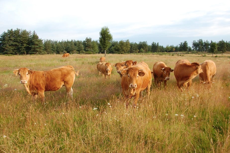 Terres agricoles: céréales, élevage ou énergie ?