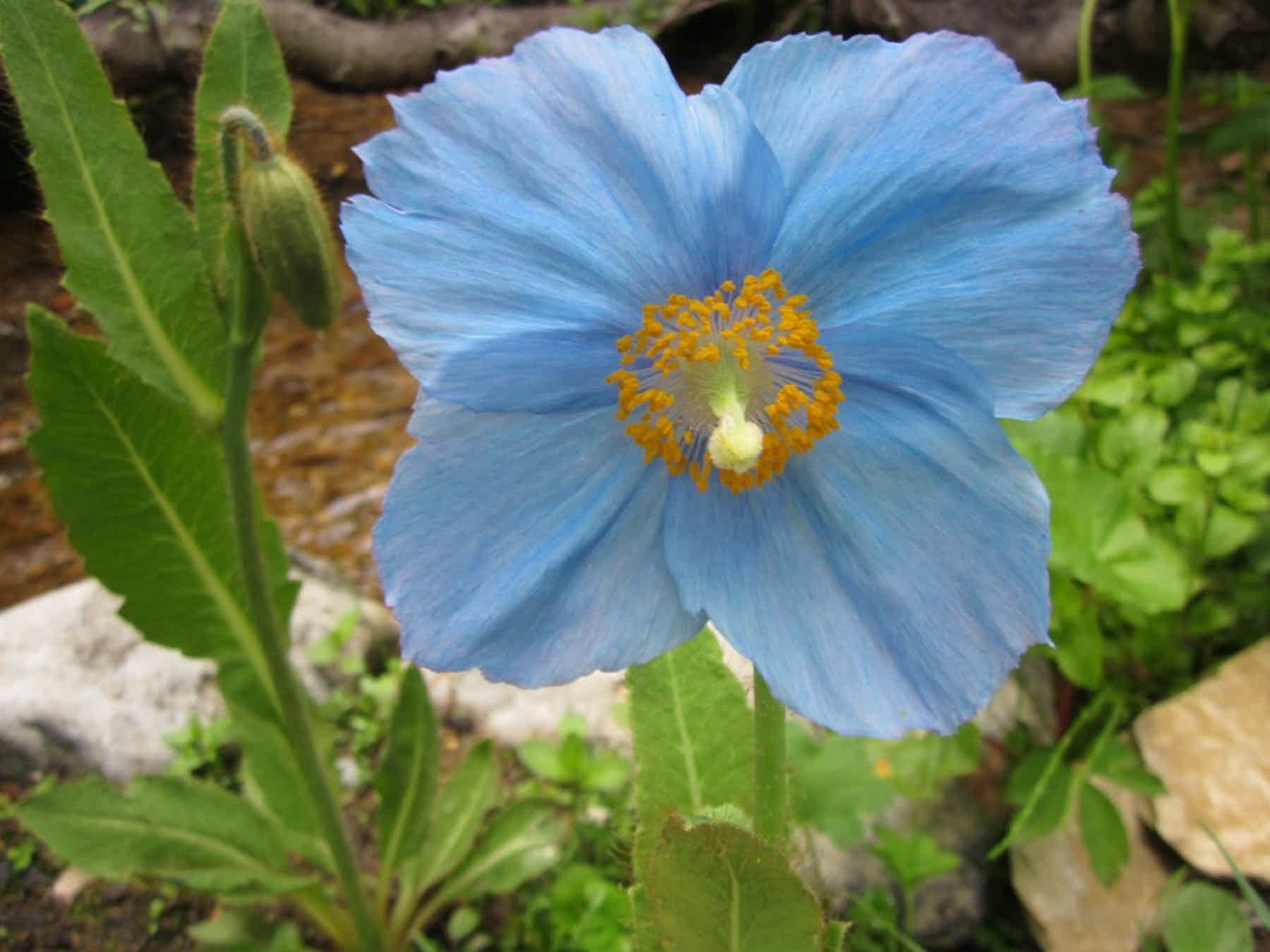Qu'est-ce qui pousse les plantes à fleurir ?
