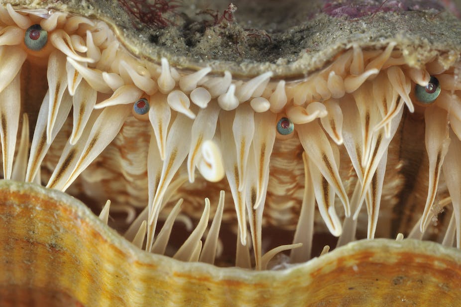 Cette coquille Saint-Jacques vous regarde