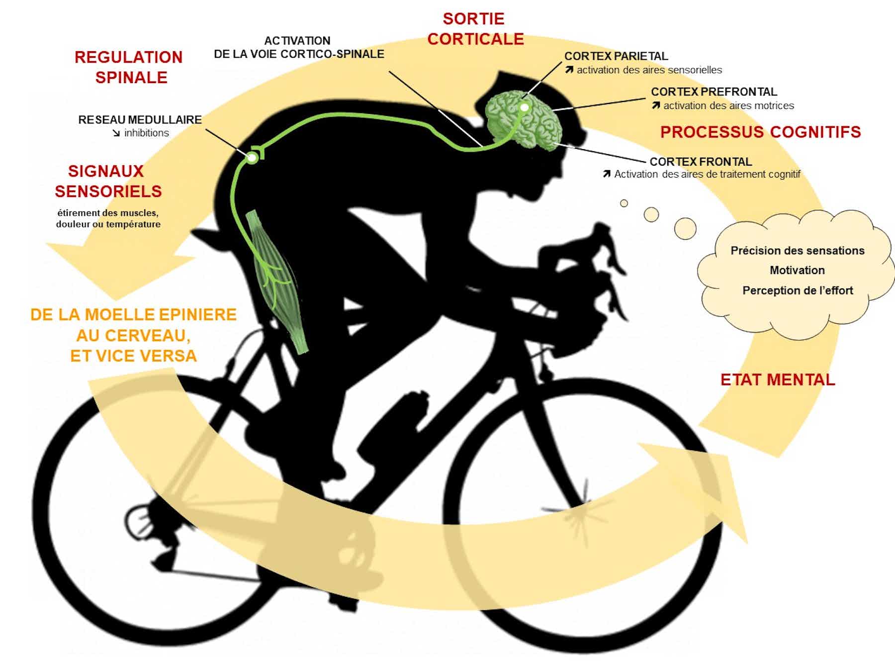 Cyclisme: et si on entraînait, aussi, le cerveau des coureurs ?
