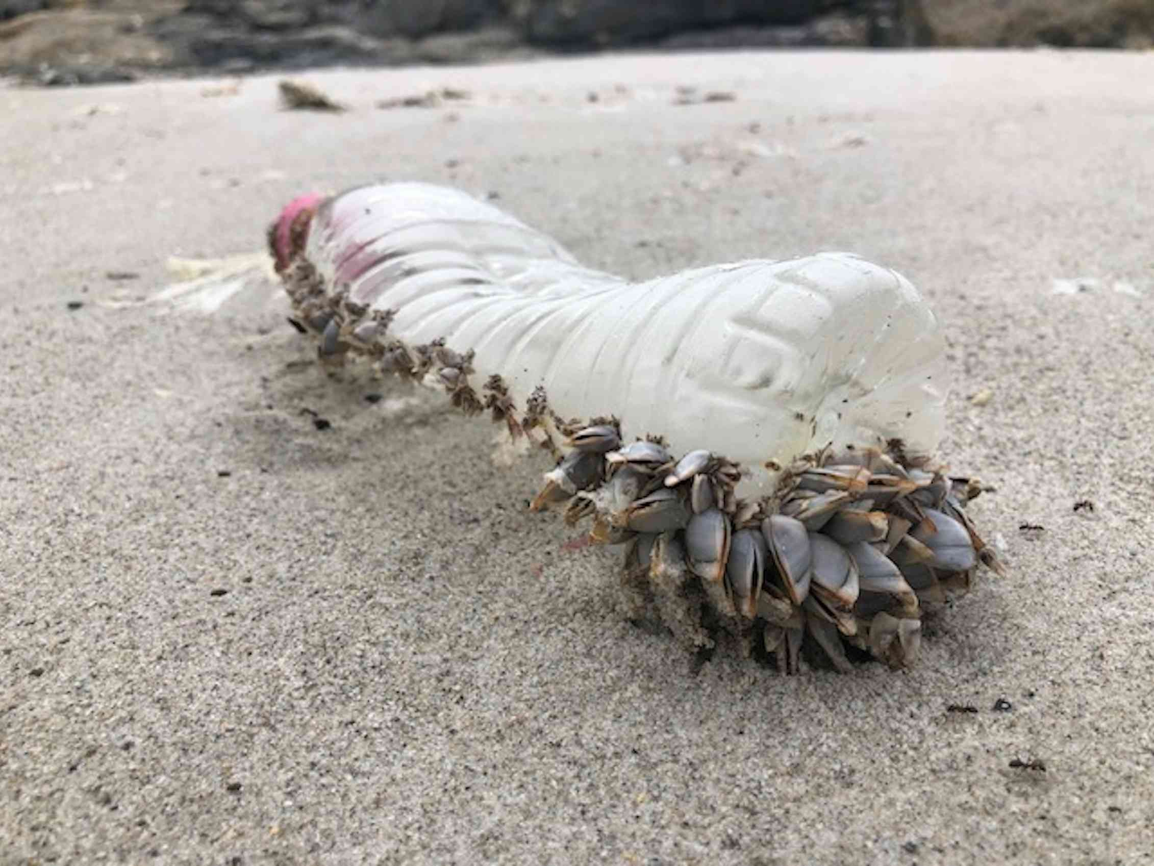L’Antarctique sera-t-il bientôt peuplé d’espèces exotiques à cause de nos déchets ?