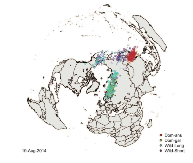 Oiseaux migrateurs et grippe aviaire