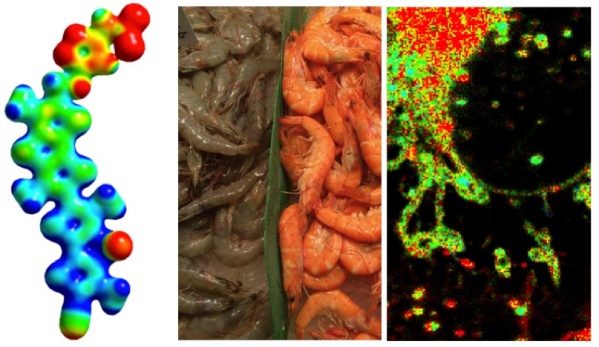 Les forces physiques des cellules en action