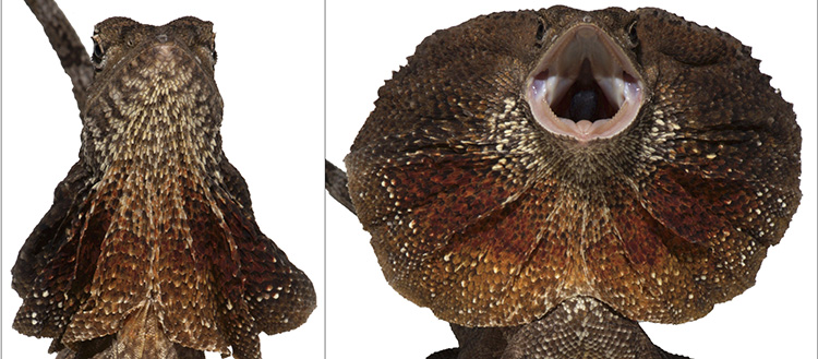 Comment le dragon développe sa collerette