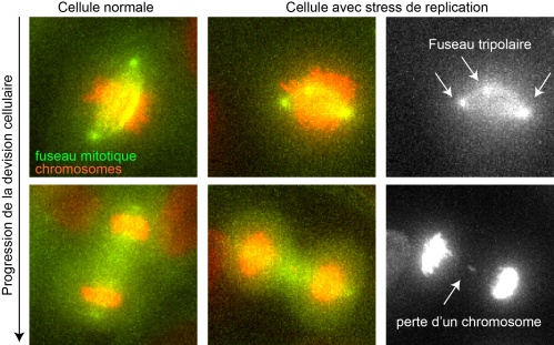 Cancer: à l’origine des mutations génétiques