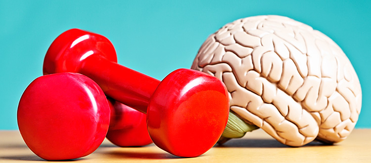 Muscles et cerveau, qui entraîne qui ?