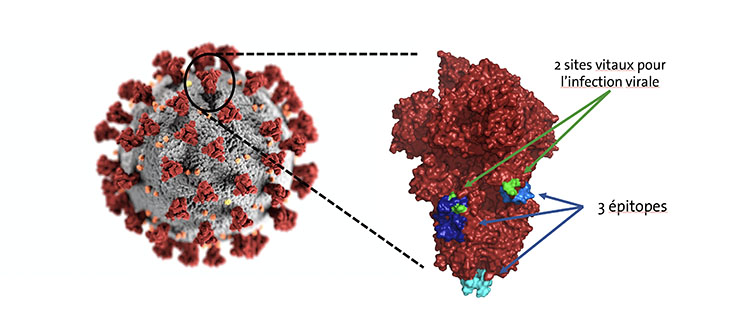 Deux failles potentielles dans la cuirasse du coronavirus