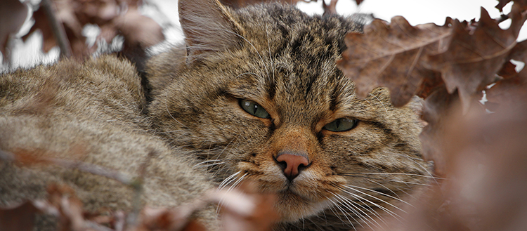 Le chat sauvage menacé par son cousin domestique