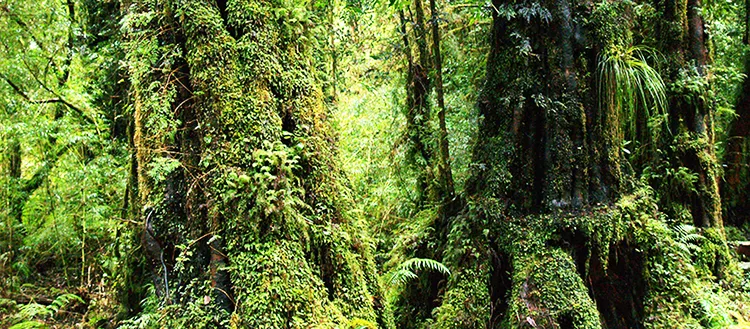 Quel type de forêt choisir pour mieux stocker le CO2 ?