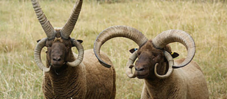 Chèvres et moutons mutants à quatre cornes: mystère résolu !