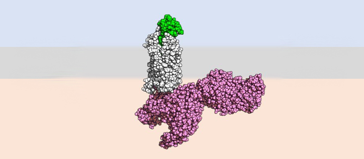Comment les cellules immunitaires s’activent-elles ?