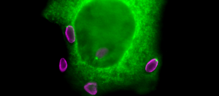Empêcher l’entrée par effraction du parasite de la toxoplasmose