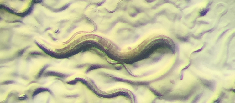 Les souvenirs hérités d’un site chromosomique