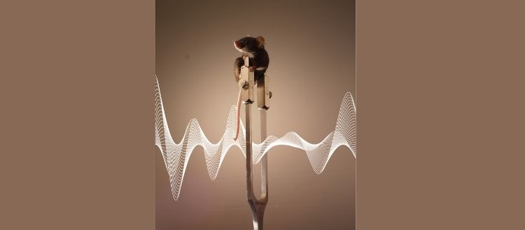 Comment les vibrations créent l’illusion