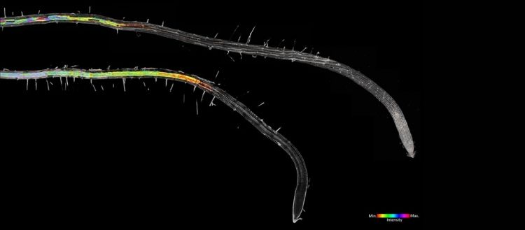 L’arsenal défensif des racines des plantes