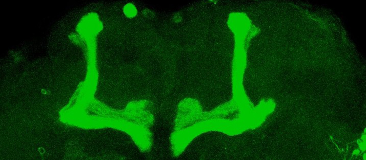 Un seul gène peut dérégler le sommeil