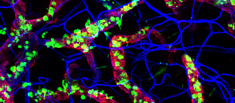 Le système immunitaire humain est plutôt matinal