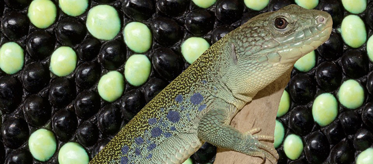 Le secret mathématique du camouflage des lézards