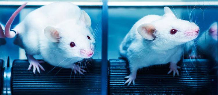 Un gène pourrait prévenir la maladie de Parkinson