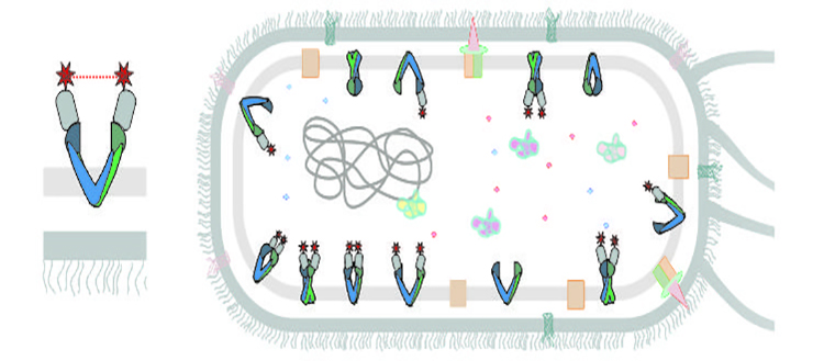 Une méthode innovante pour étudier le transport cellulaire