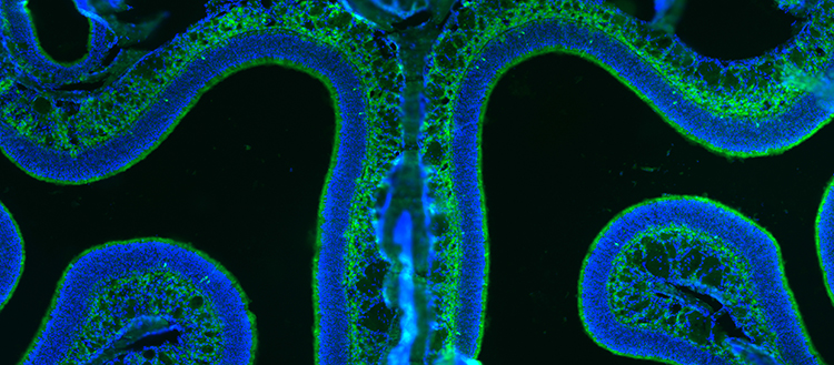 Les neurones olfactifs s'adaptent à leur environnement