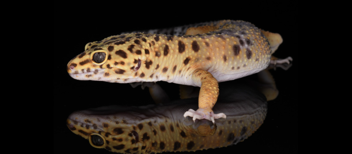 Des bandes puis des taches, les secrets de la robe du gecko léopard