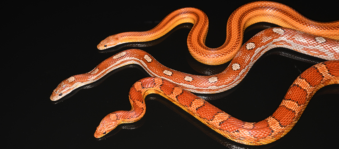 A single gene defines the thousand patterns of snake skin 🐍