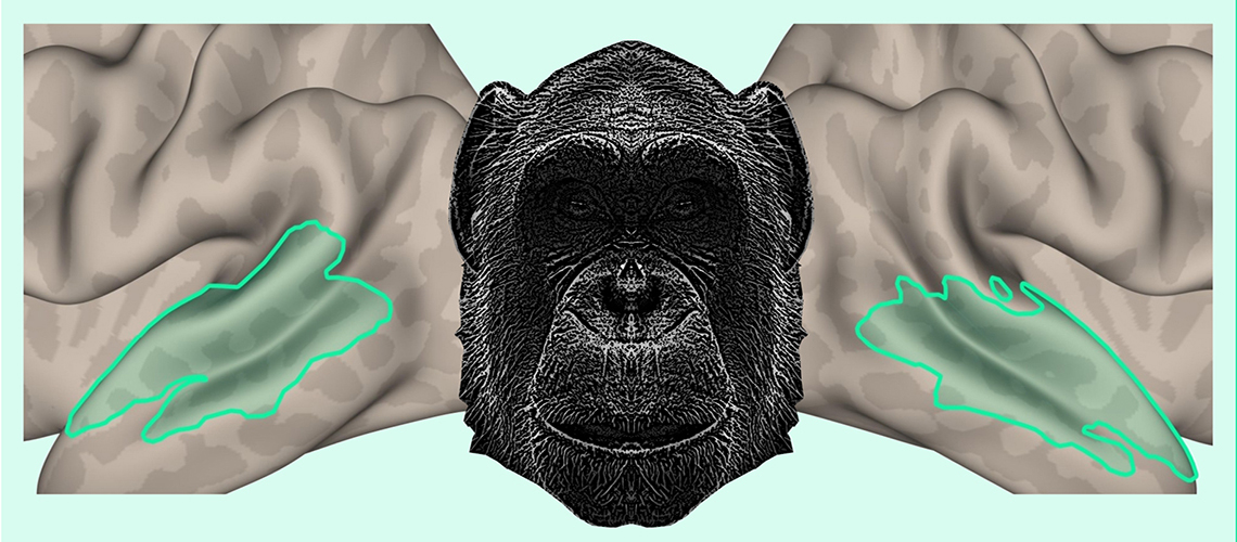 🙊 Notre cerveau reconnaît la voix de nos cousins primates