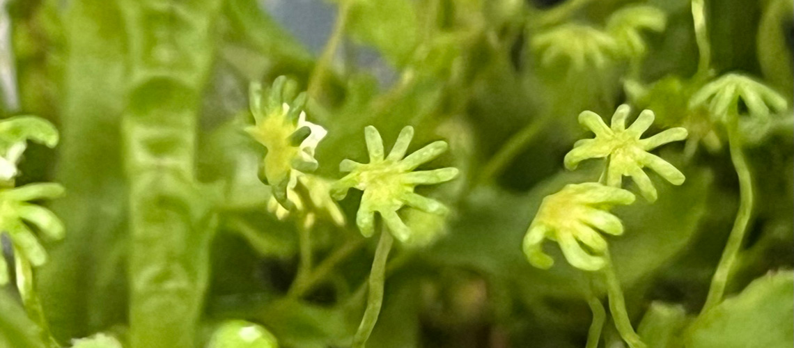 🌱 Como as plantas aprenderam a se proteger dos raios UV