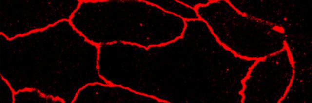 Comment les cellules embryonnaires s'organisent pour former des structures tubulaires