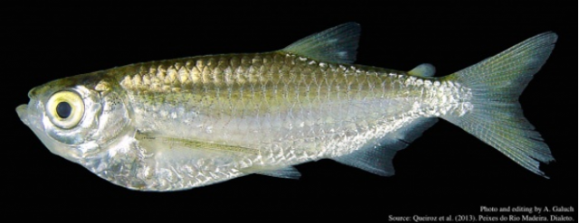 Des sardines aux sources de la biodiversité