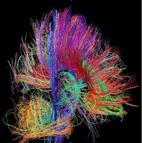 Les neurones cérébraux en équations physiques