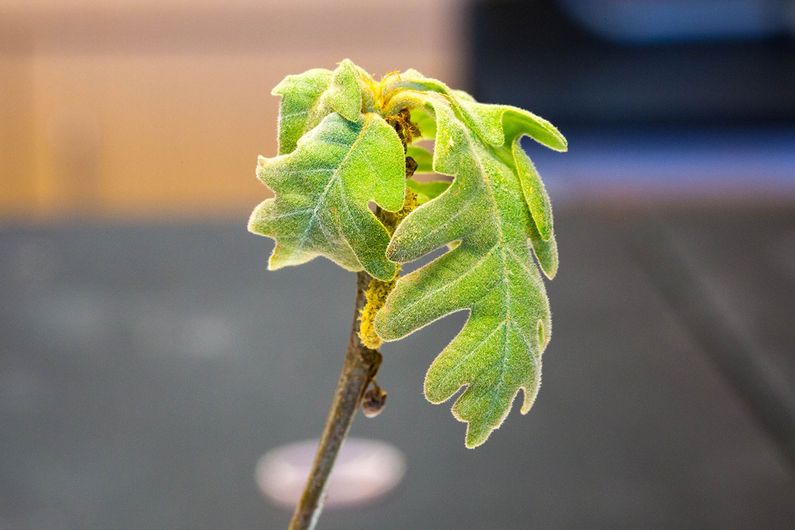 La génétique aide à prédire quand les feuilles sortent au printemps