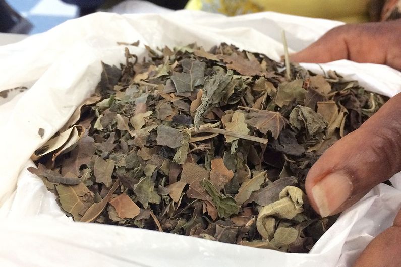 Le docteur-feuille prescrit une infusion de «bois cochon» !