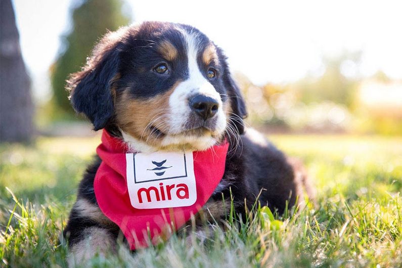 Des spécialistes du non-verbal veulent repérer tôt les meilleurs chiens-guide