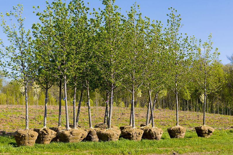 Planter mille milliards d'arbres: une solution simpliste au réchauffement climatique ?