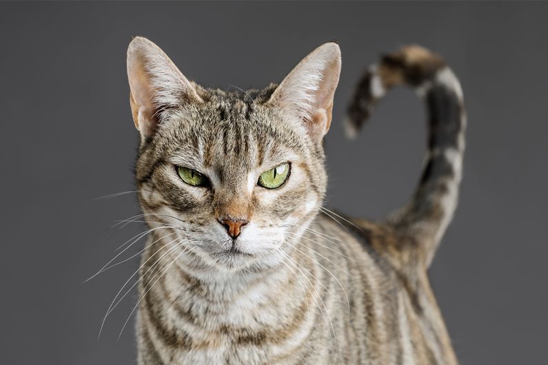L’échelle des grimaces de chat fait l’objet d’une publication dans «Scientific Reports»