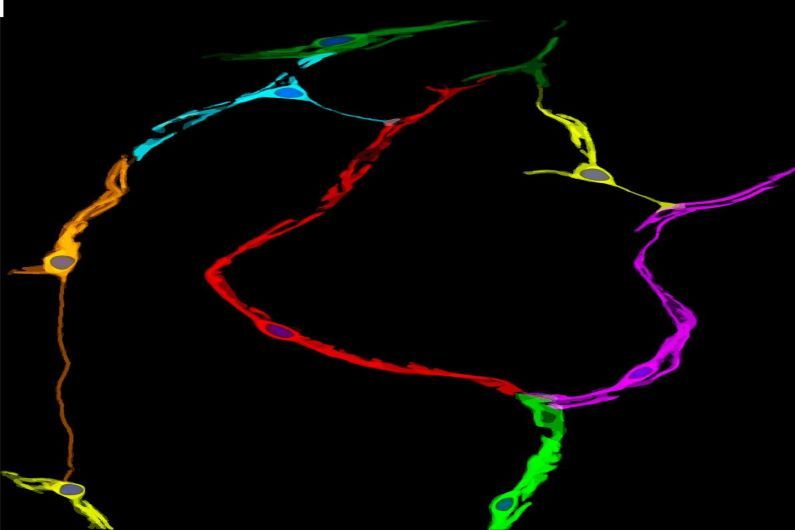 Des nanotubes dans l’oeil nous aident à voir