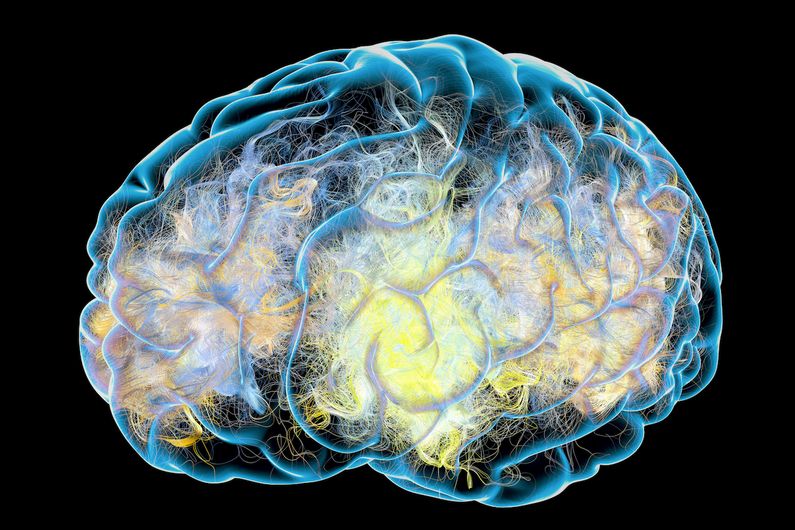 Percer les mystères du traitement, du stockage et de l’intégration de l’information dans notre cerveau
