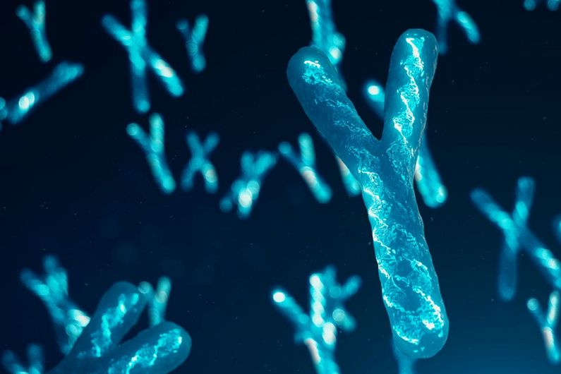 Le chromosome sexuel mâle Y fait plus qu’on le pense