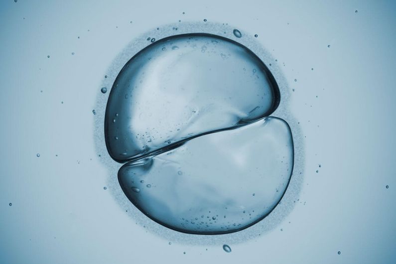 Des chromosomes retardataires parmi les causes de l’infertilité