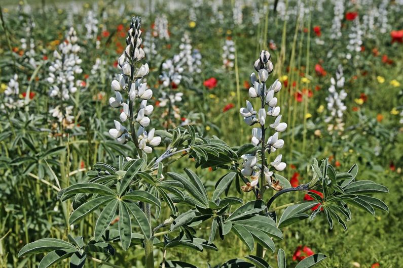 Une plante exceptionnelle contre l'arsenic