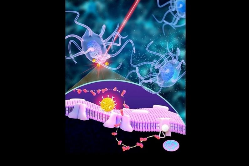 Des neurones qui communiquent avec le système immunitaire grâce à la nanophotonique